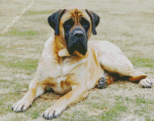 Mastiff Dog Diamond Painting