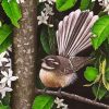 New Zealand Fantail Bird diamond painting