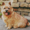 Norwich Terrier Dog Diamond Painting