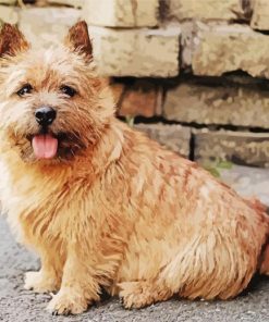 Norwich Terrier Dog Diamond Painting