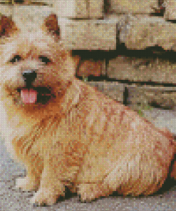 Norwich Terrier Dog Diamond Painting