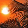 Palm Frond At Sunset Diamond Painting