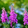 Purple Common Foxglove diamond painting