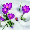 Purple Flowers In Snow Diamond Painting