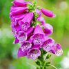 Purple Foxglove diamond painting