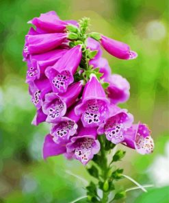 Purple Foxglove diamond painting