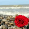 Red Roses And Beach Diamond Painting