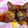 The Tortoiseshell Cat Diamond Paintings