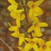 Yellow Forsythia Flowering Palant diamond painting