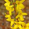 Yellow Forsythia Flowering Palant diamond painting