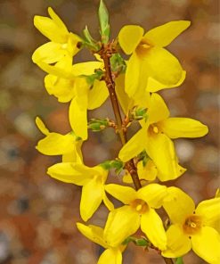 Yellow Forsythia Flowering Palant diamond painting