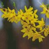 Yellow Forsythia Plant diamond painting