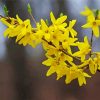 Yellow Forsythia Plant diamond painting