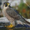 Aesthetic Falcon Bird diamond painting