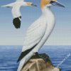 Aesthetic Gannet Birds diamond painting