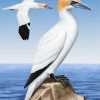 Aesthetic Gannet Birds diamond painting