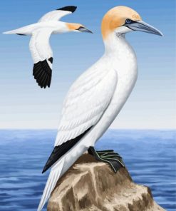 Aesthetic Gannet Birds diamond painting