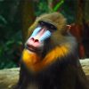 Aesthetic Mandrill diamond painting