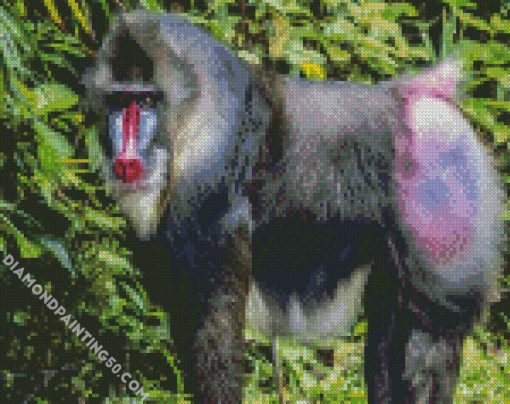 Aesthetic Mandrill Monkey diamond painting