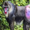 Aesthetic Mandrill Monkey diamond painting