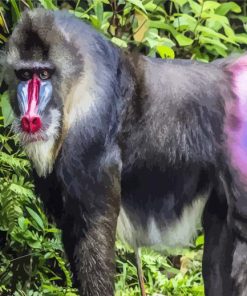 Aesthetic Mandrill Monkey diamond painting