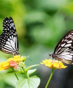 Aesthetic Butterflies diamond painting