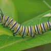 Caterpillar Insect Diamond Painting