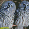 Owl Couple Birds Diamond Painting