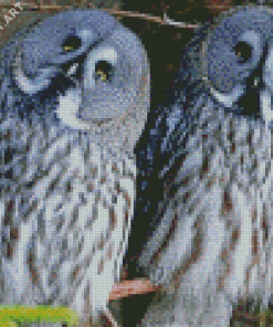 Owl Couple Birds Diamond Painting