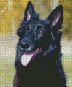 Black Belgian Shepherd diamond painting