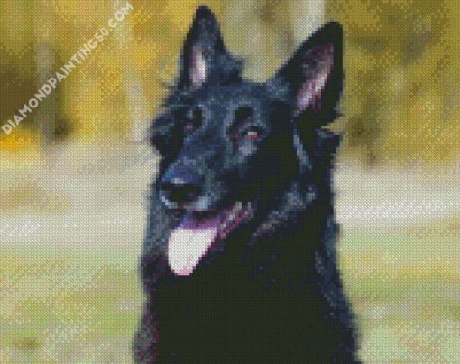 Black Belgian Shepherd diamond painting