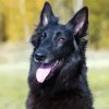 Black Belgian Shepherd diamond painting