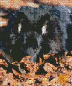 Black Belgian Shepherd diamond painting