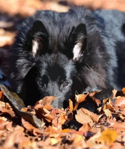 Black Belgian Shepherd diamond painting