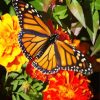 Butterfly On Marigolds Diamond Painting