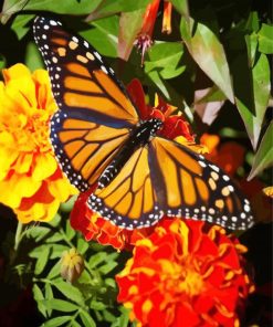 Butterfly On Marigolds Diamond Painting