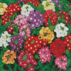 Colorful Flowers Verbena Diamond Painting