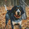 Coonhound Dog diamond painting