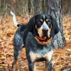 Coonhound Dog diamond painting