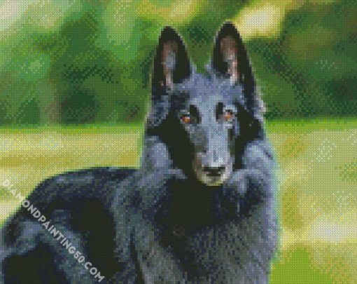 Cute Black Belgian Shepherd diamond painting