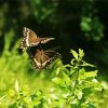 Flying Butterflies diamond painting