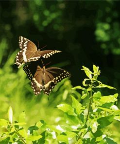 Flying Butterflies diamond painting