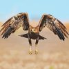 Flying Indian Spotted Eagle Bird Diamond Painting