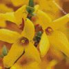 Forsythia Flowers diamond painting