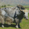 Grey Domestic Yak Diamond Painting