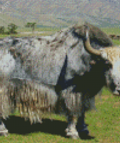 Grey Domestic Yak Diamond Painting