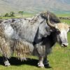 Grey Domestic Yak Diamond Painting