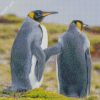 Grey Penquin Couple Diamond Painting