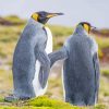 Grey Penquin Couple Diamond Painting