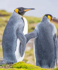 Grey Penquin Couple Diamond Painting